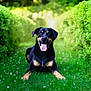 Freya participe au concours pour gagner de l'argent avec cette photo : dog, black_dog, tan_markings, grass, greenery, bushes, outdoor, nature, happy, tongue_out, pet, animal, canine, summer, sunlight, pathway, leafy, playful, smiling, garden