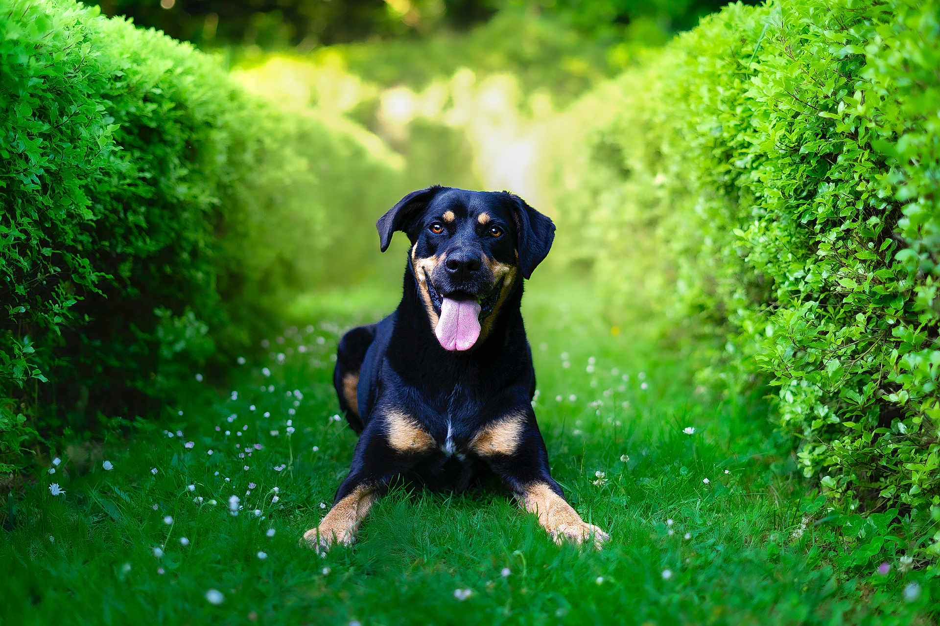 Freya participe au concours pour gagner de l'argent avec cette photo : dog, black_dog, tan_markings, grass, greenery, bushes, outdoor, nature, happy, tongue_out, pet, animal, canine, summer, sunlight, pathway, leafy, playful, smiling, garden