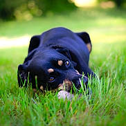 Freya a rejoint le concours — aidez-le/la à gagner de superbes lots ! dog, black_dog, grass, outdoor, pet, animal, lying_down, nature, greenery, canine, cute, guarding, bone, closeup, summer, playful, relaxed, eyes, fur, sunlight
