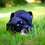 dog, black_dog, grass, outdoor, pet, animal, lying_down, nature, greenery, canine, cute, guarding, bone, closeup, summer, playful, relaxed, eyes, fur, sunlight