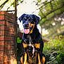 dog, black_and_tan, sitting, tongue_out, brick_pillar, garden, greenery, sunlight, outdoor, path, leaves, happy, pet, animal, canine, nature, blurred_background, portrait, daylight, fur