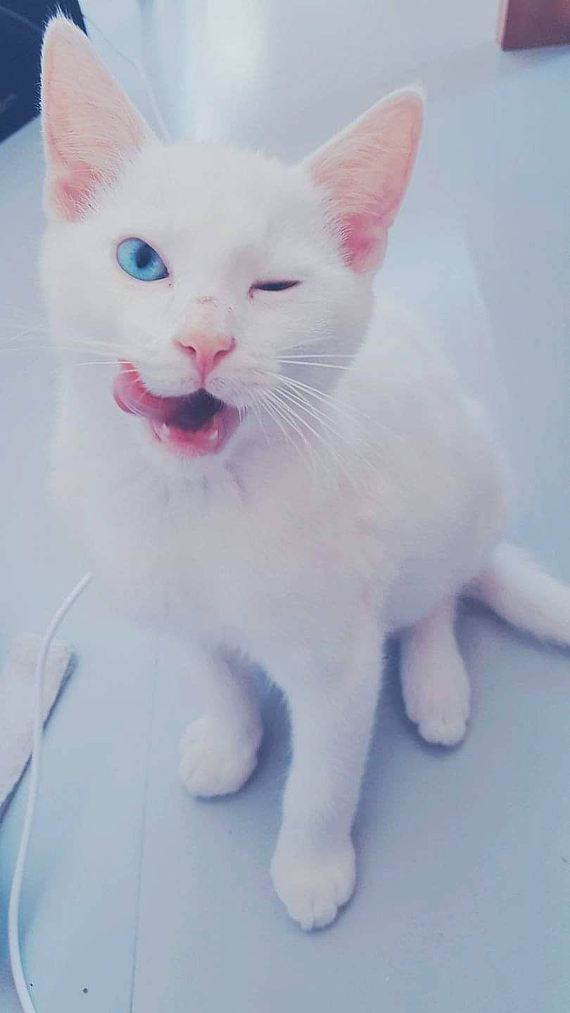 Lucifer participe au concours pour gagner de l'argent avec cette photo : aegean_cat, carnivore, cat, colorpoint_shorthair, domestic_short_haired_cat, eye, felidae, khao_manee, kitten, mammal, nose, pink, small_to_medium_sized_cats, snout, tail, turkish_angora, turkish_van, vertebrate, whiskers, white