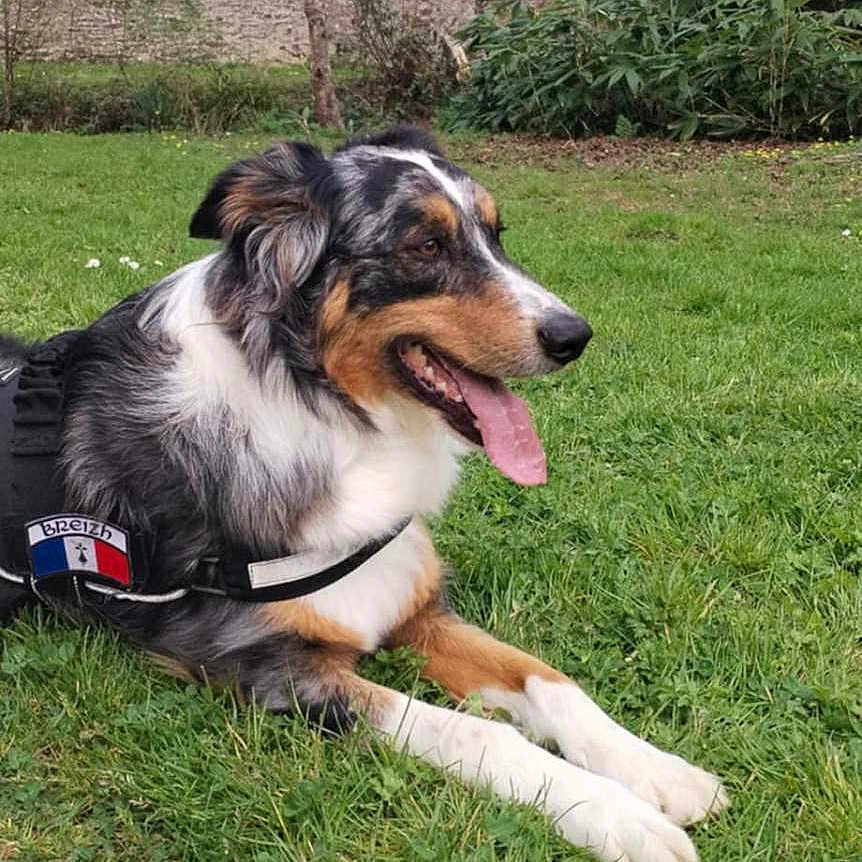 Blondy participe au concours pour gagner de l'argent avec cette photo : animal, backyard, ball, canine, dog, football, grass, lawn, nature, outdoors, park, pet, plant, puppy, soccer, soccerball, sport, tree, vegetation, yard