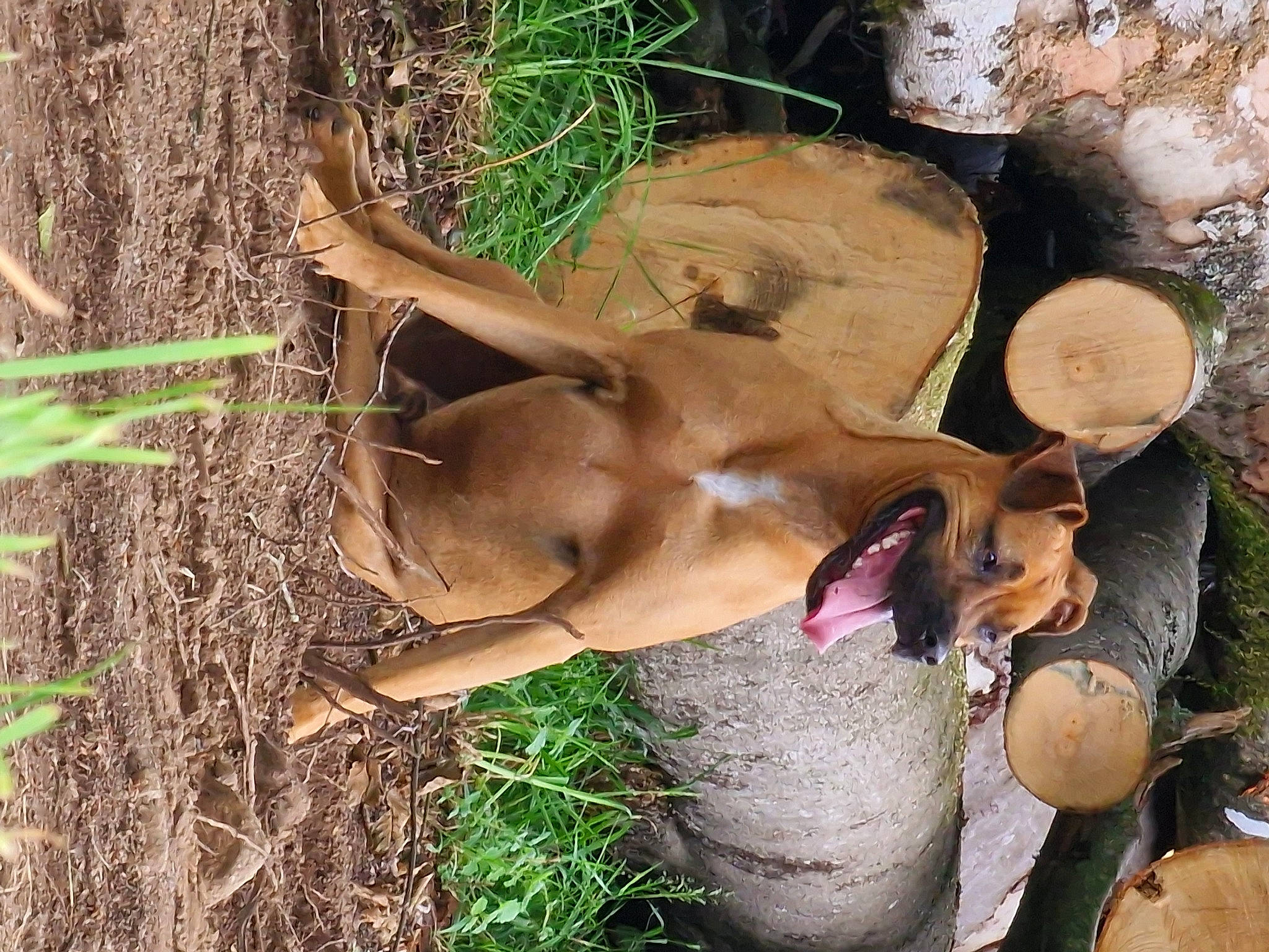 Nano participe au concours pour gagner de l'argent avec cette photo : barechested, canidae, fawn, grass, hat, landscape, liver, livestock, natural_material, organism, plant, soil, sporting_group, terrestrial_animal, tree, trunk, twig, wildlife, wood, working_animal