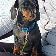 Prince a rejoint le concours — aidez-le/la à gagner de superbes lots ! dog, dachshund, pet, black_and_tan, snow, winter, collar, leash, sitting, paws, ears, muzzle, close_up, portrait, outdoor, person_partial, jacket, zipper, bench, sunlight