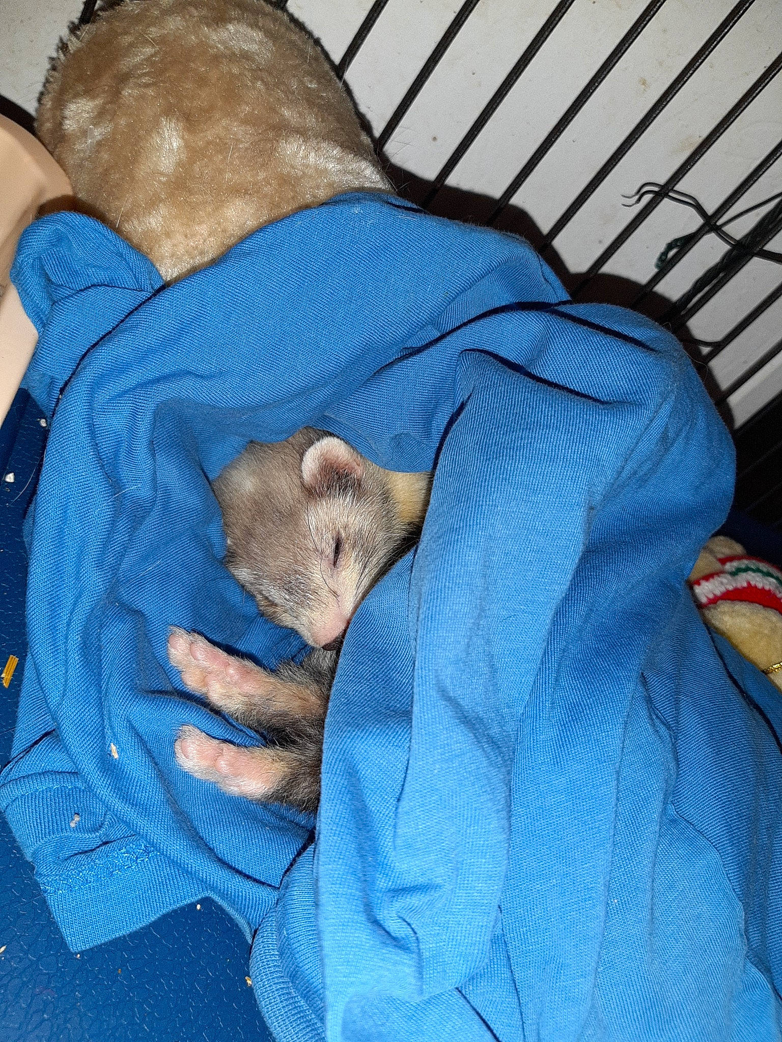 Chanelle a rejoint le concours — aidez-le/la à gagner de superbes lots ! blue, canidae, carnivore, cat, dog_breed, fawn, felidae, jeans, nap, puppy, russian_blue, sleep, small_to_medium_sized_cats