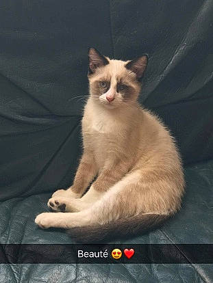 Olaf a rejoint le concours — aidez-le/la à gagner de superbes lots ! aegean_cat, asian, carnivore, cat, domestic_short_haired_cat, fawn, felidae, javanese, kitten, mammal, photo_caption, ragdoll, small_to_medium_sized_cats, snowshoe, tail, thai, tonkinese, vertebrate, whiskers