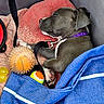 Băo a rejoint le concours — aidez-le/la à gagner de superbes lots ! puppy, sleeping, dog, blanket, towel, toy, tennis_ball, collar, cozy, resting, indoor, closeup, pet, cute, animal, relaxing, nap, canine, soft, comfort
