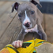 Băo participe au concours pour gagner de l'argent avec cette photo : puppy, dog, animal, pet, playful, yellow_soccer_ball, wooden_deck, paw, curious, gray_fur, white_markings, close_up, outdoor, young_dog, cute, adorable, looking_up, front_paws, chewed_ball, daylight