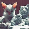 Granite joined the competition — help win amazing prizes! kitten, cat, statue, stone, tiger, sculpture, animal, white, outdoor, sunlight, shadow, curious, small, pet, mammal, texture, art, ornament, background, contrast