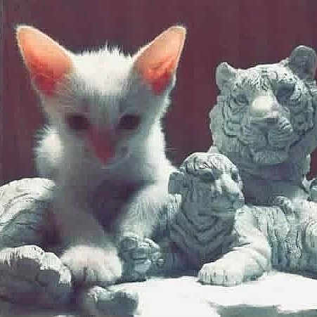 Granite joined the competition — help win amazing prizes! kitten, cat, statue, stone, tiger, sculpture, animal, white, outdoor, sunlight, shadow, curious, small, pet, mammal, texture, art, ornament, background, contrast