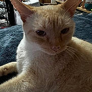 Granite is registered to the contest to win money with this photo: cat, animal, pet, feline, closeup, indoor, blanket, fur, whiskers, ears, face, relaxed, household, furniture, bicycle, background, texture, resting, light, domestic