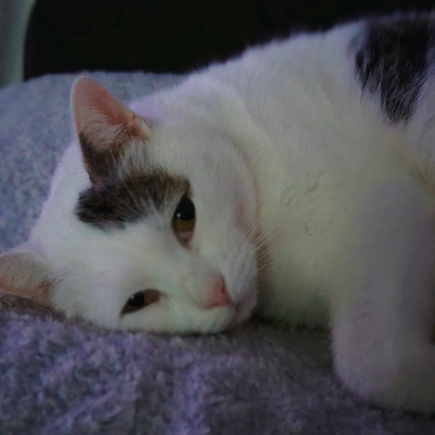 Simba a rejoint le concours — aidez-le/la à gagner de superbes lots ! animal, cat, closeup, cozy, cute, domestic_cat, ears, face, fur, indoor, lounging, pet, purple_blanket, relaxed, resting, sleepy, soft, texture, whiskers, white_cat