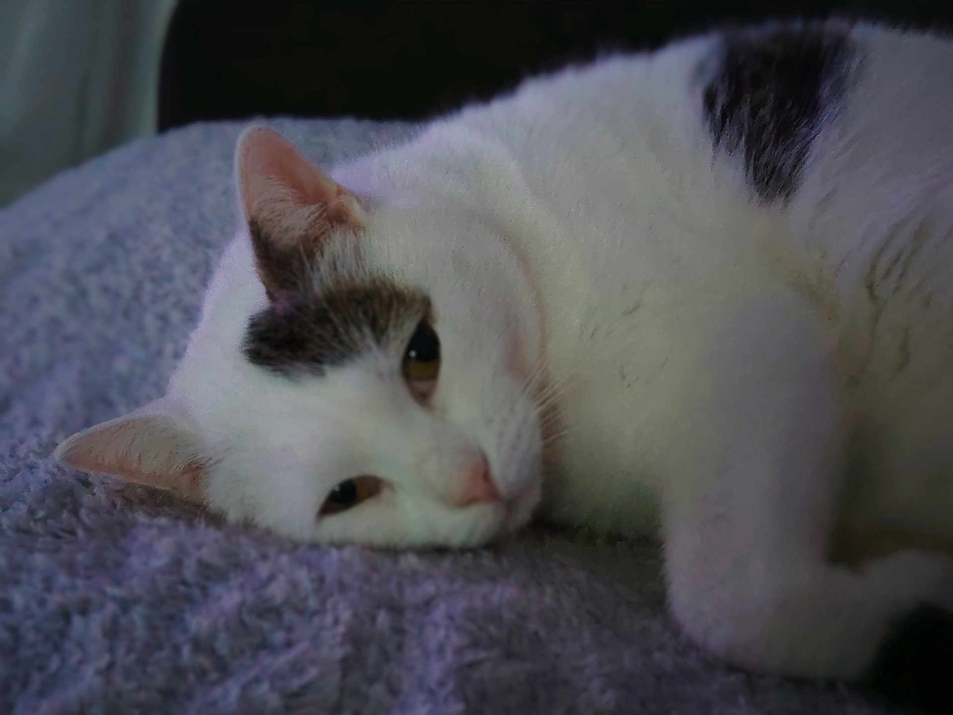 Simba a rejoint le concours — aidez-le/la à gagner de superbes lots ! cat, white_cat, lounging, sleepy, pet, animal, fur, closeup, indoor, resting, purple_blanket, texture, cozy, cute, relaxed, whiskers, ears, face, soft, domestic_cat