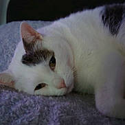 Blaizot Josiane a rejoint le concours — aidez-le/la à gagner de superbes lots ! cat, white_cat, lounging, sleepy, pet, animal, fur, closeup, indoor, resting, purple_blanket, texture, cozy, cute, relaxed, whiskers, ears, face, soft, domestic_cat