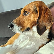Lucky a rejoint le concours — aidez-le/la à gagner de superbes lots ! dog, beagle, side_profile, pet, animal, fur, white, brown, black, couch, indoor, closeup, relaxed, portrait, canine, ears, snout, whiskers, companion, domestic