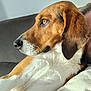dog, beagle, side_profile, pet, animal, fur, white, brown, black, couch, indoor, closeup, relaxed, portrait, canine, ears, snout, whiskers, companion, domestic