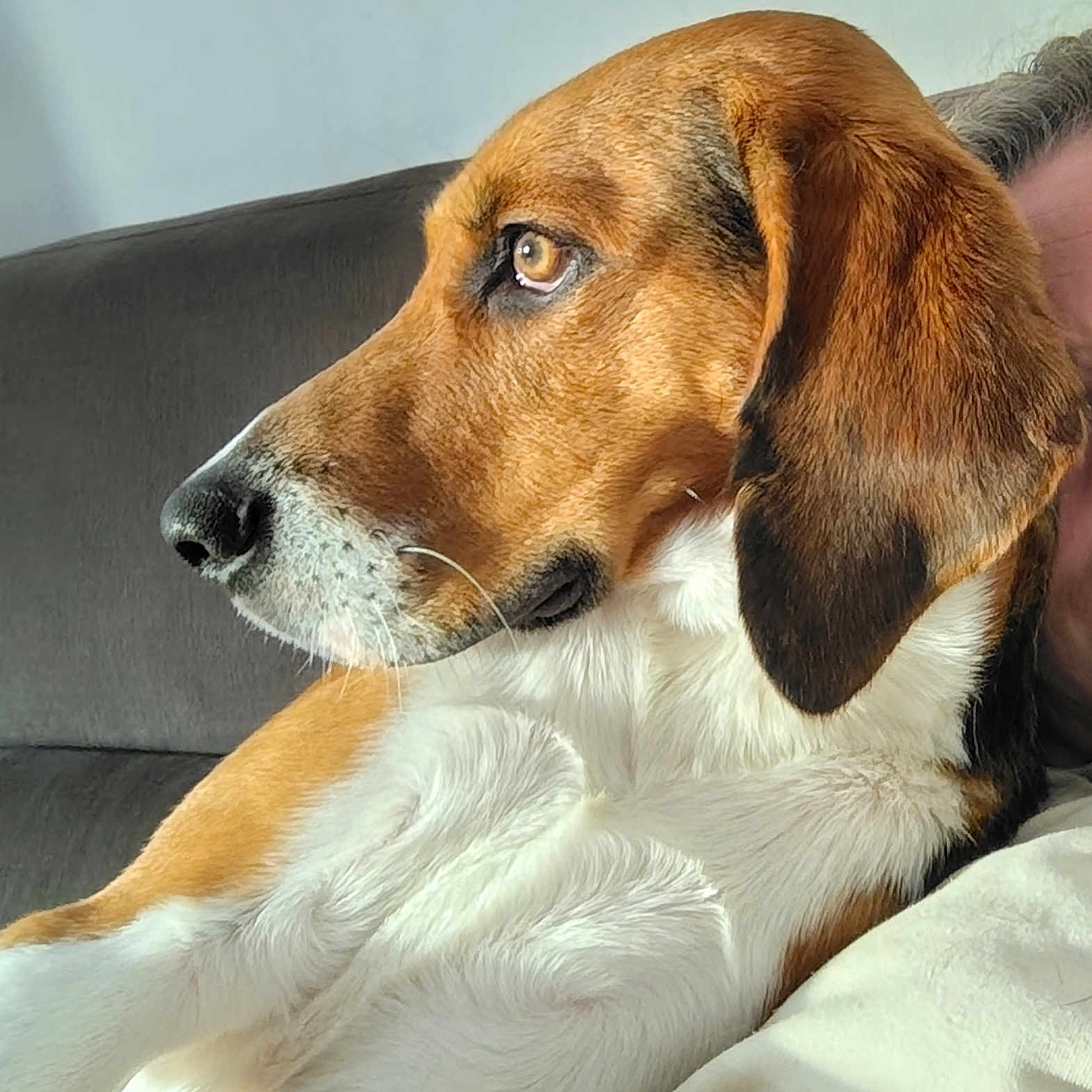 Lucky a rejoint le concours — aidez-le/la à gagner de superbes lots ! animal, beagle, black, brown, canine, closeup, companion, couch, dog, domestic, ears, fur, indoor, pet, portrait, relaxed, side_profile, snout, whiskers, white