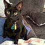 cat, black_cat, pet, indoor, couch, pillow, blanket, quilt, furniture, yellow_eyes, collar, tag, curious, sitting, domestic_animal, feline, cozy, home, living_room, soft_fabric