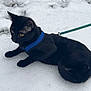 Sapphire is registered to the contest to win money with this photo: cat, black_cat, snow, outdoor, pet, animal, leash, harness, yellow_eyes, winter, feline, curious, nature, walking, cold, fur, alert, mammal, side_view, daylight