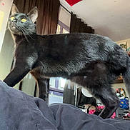 Sapphire is registered to the contest to win money with this photo: black_cat, cat, pet, indoor, blanket, curtains, flag, window, room, furniture, decor, domestic_cat, fur, whiskers, animal, yellow_eyes, walking, cozy, home, curiosity