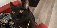 Sapphire joined the competition — help win amazing prizes! black_cat, cat, pet, collar, tags, red_couch, living_room, floor, wood_floor, television, remote_control, bag, curious, alert, indoor, furniture, home, domestic_animal, animal, whiskers
