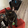 black_cat, cat, pet, collar, tags, red_couch, living_room, floor, wood_floor, television, remote_control, bag, curious, alert, indoor, furniture, home, domestic_animal, animal, whiskers