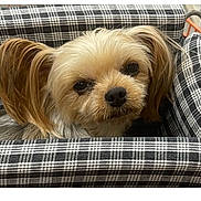 Dakota is registered to the contest to win money with this photo: dog, pet, small_dog, fluffy_ears, plaid_pattern, bed, cozy, indoor, cute, animal, fur, face, nose, eyes, resting, comfort, closeup, domestic_animal, canine, sleepy