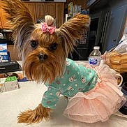 Chloe is registered to the contest to win money with this photo: dog, yorkshire_terrier, pet_clothing, pink_bow, tutu, bunny_pattern, table, kitchen, water_bottle, food_package, refrigerator, indoor, cute, small_dog, fur, ears, face, toy, decor, animal