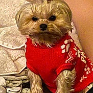 Layla joined the competition — help win amazing prizes! dog, small_dog, red_sweater, bow, cute, pet, indoors, blanket, couch, furniture, fur, animal, companion, cozy, holiday, sitting, domestic_animal, cute_pet, portrait, relaxed