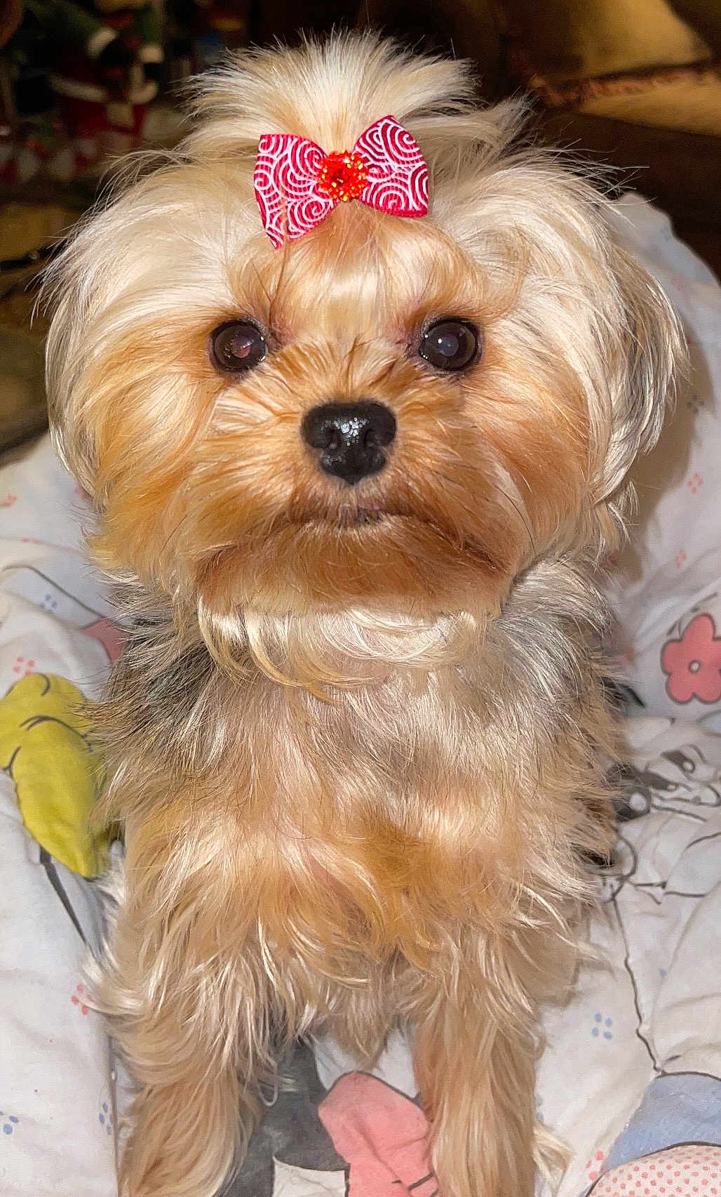 Layla joined the competition — help win amazing prizes! dog, bow, small_dog, fluffy, cute, pet, animal, fur, indoors, blanket, patterned_blanket, close_up, adorable, companion, domestic_animal, looking_at_camera, sitting, cute_pet, red_bow, portrait