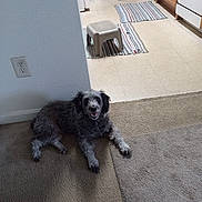Hilo joined the competition — help win amazing prizes! dog, carpet, floor, kitchen, stool, rug, indoor, pet, smiling, gray, fur, home, cabinet, appliance, happy, animal, domestic, flooring, corner, cozy