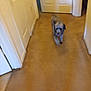 Hilo is registered to the contest to win money with this photo: dog, hallway, carpet, door, indoor, pet, walking, blurry, animal, fur, small_dog, home, floor, white_door, motion, blur, canine, house, interior, corridor