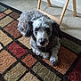 Hilo is registered to the contest to win money with this photo: dog, indoor, carpet, patterned_rug, wooden_chair, pet, animal, fur, relaxed, floor, looking_up, curious, cozy, companion, domestic, cute, mammal, home, resting, gray_fur