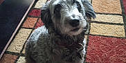 Hilo is registered to the contest to win money with this photo: dog, pet, carpet, indoor, furniture, curious, gray, fluffy, collar, animal, floor, table, home, domestic, looking_up, cute, sitting, fur, mammal, companion