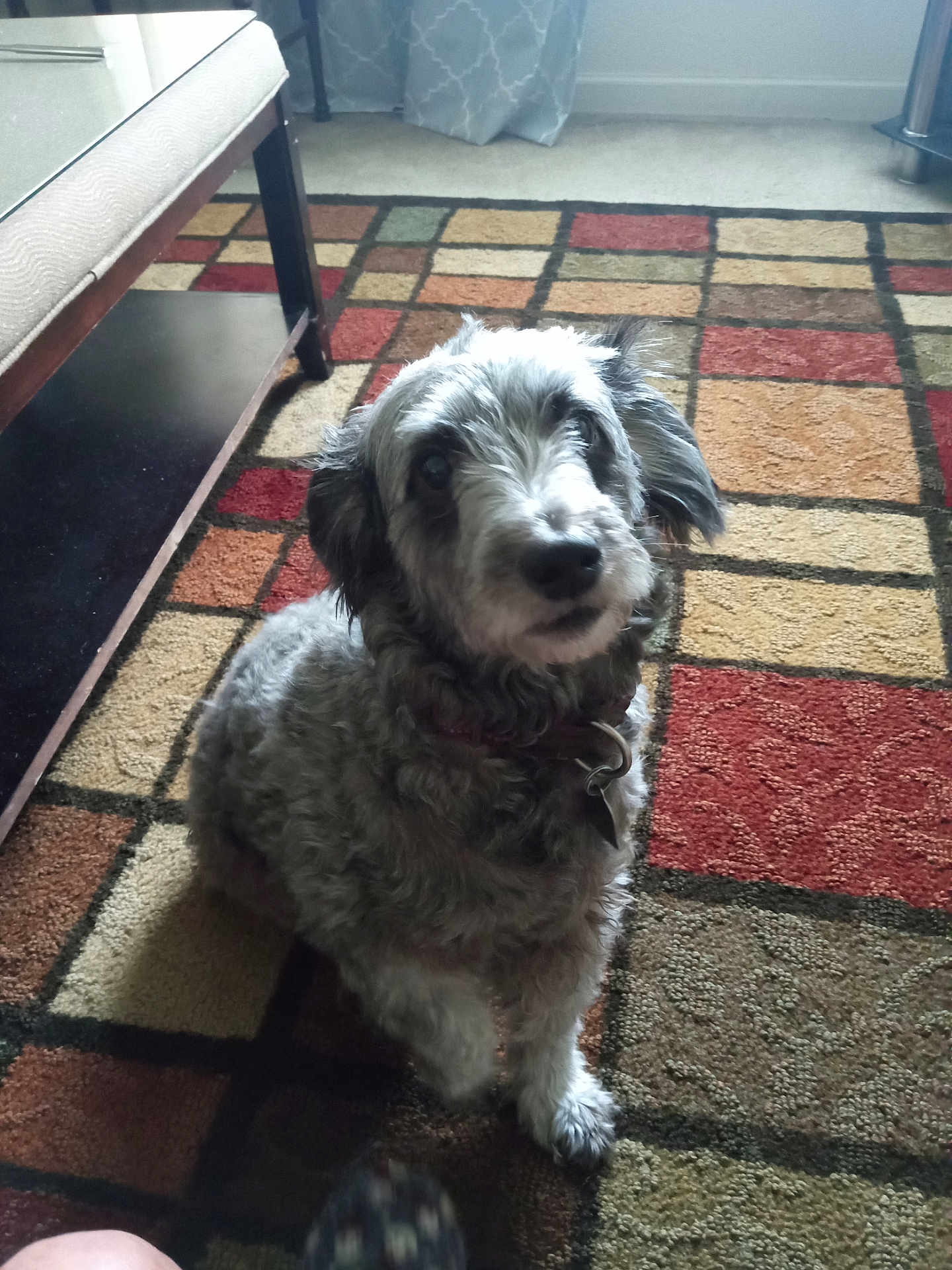 Hilo is registered to the contest to win money with this photo: dog, pet, carpet, indoor, furniture, curious, gray, fluffy, collar, animal, floor, table, home, domestic, looking_up, cute, sitting, fur, mammal, companion