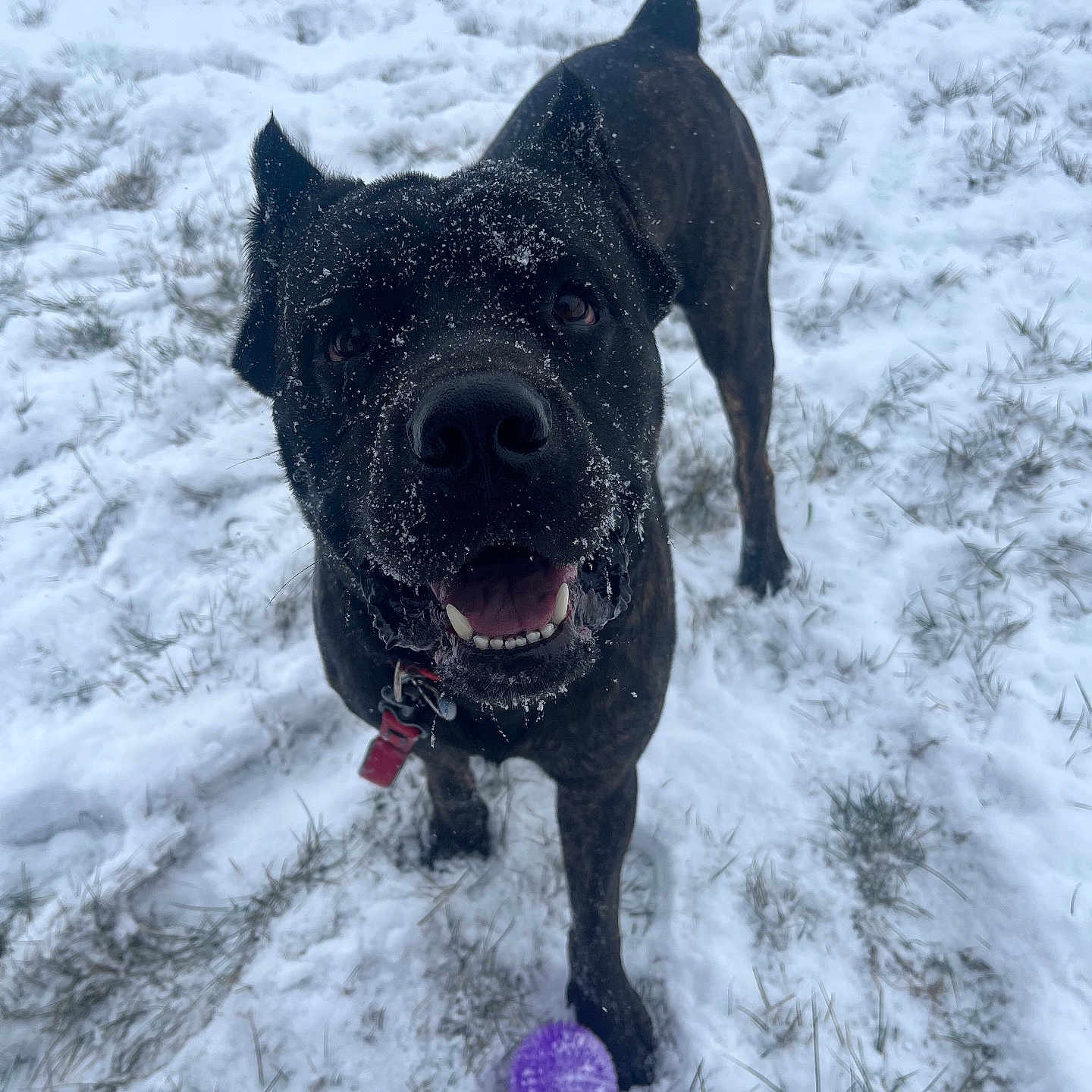 Diesel joined the competition — help win amazing prizes! animal, ball, bodypart, boxer, bulldog, canine, dog, frenchbulldog, labradorretriever, nature, outdoors, pet, pitbull, puppy, purple, snow, sport, tennis, tennisball, winter
