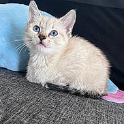 Malya a rejoint le concours — aidez-le/la à gagner de superbes lots ! kitten, cat, blue_eyes, fluffy, cute, pet, animal, indoor, soft_toy, gray_fabric, whiskers, small, young, feline, curious, sitting, closeup, domestic, adorable, ears