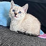 kitten, cat, blue_eyes, fluffy, cute, pet, animal, indoor, soft_toy, gray_fabric, whiskers, small, young, feline, curious, sitting, closeup, domestic, adorable, ears