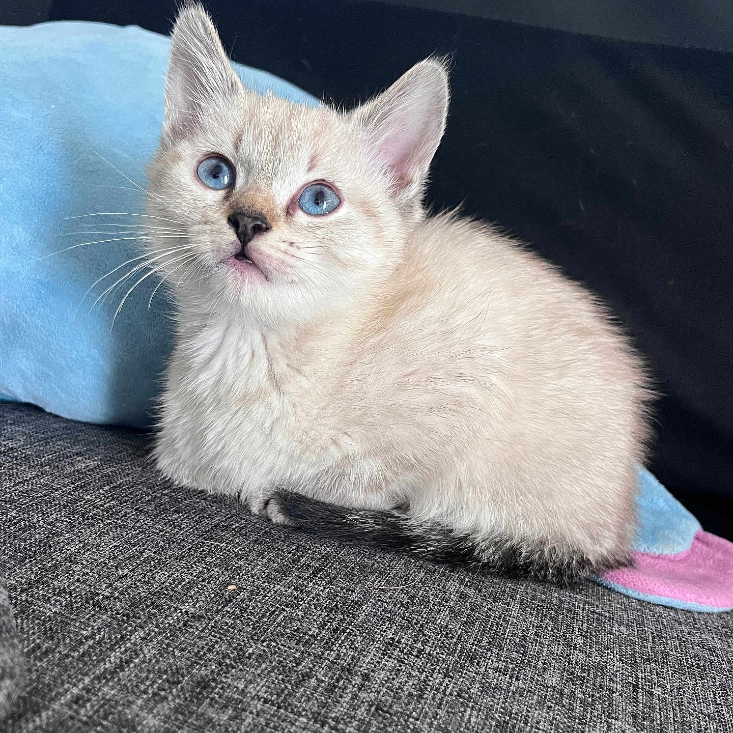 Malya a rejoint le concours — aidez-le/la à gagner de superbes lots ! kitten, cat, blue_eyes, fluffy, cute, pet, animal, indoor, soft_toy, gray_fabric, whiskers, small, young, feline, curious, sitting, closeup, domestic, adorable, ears