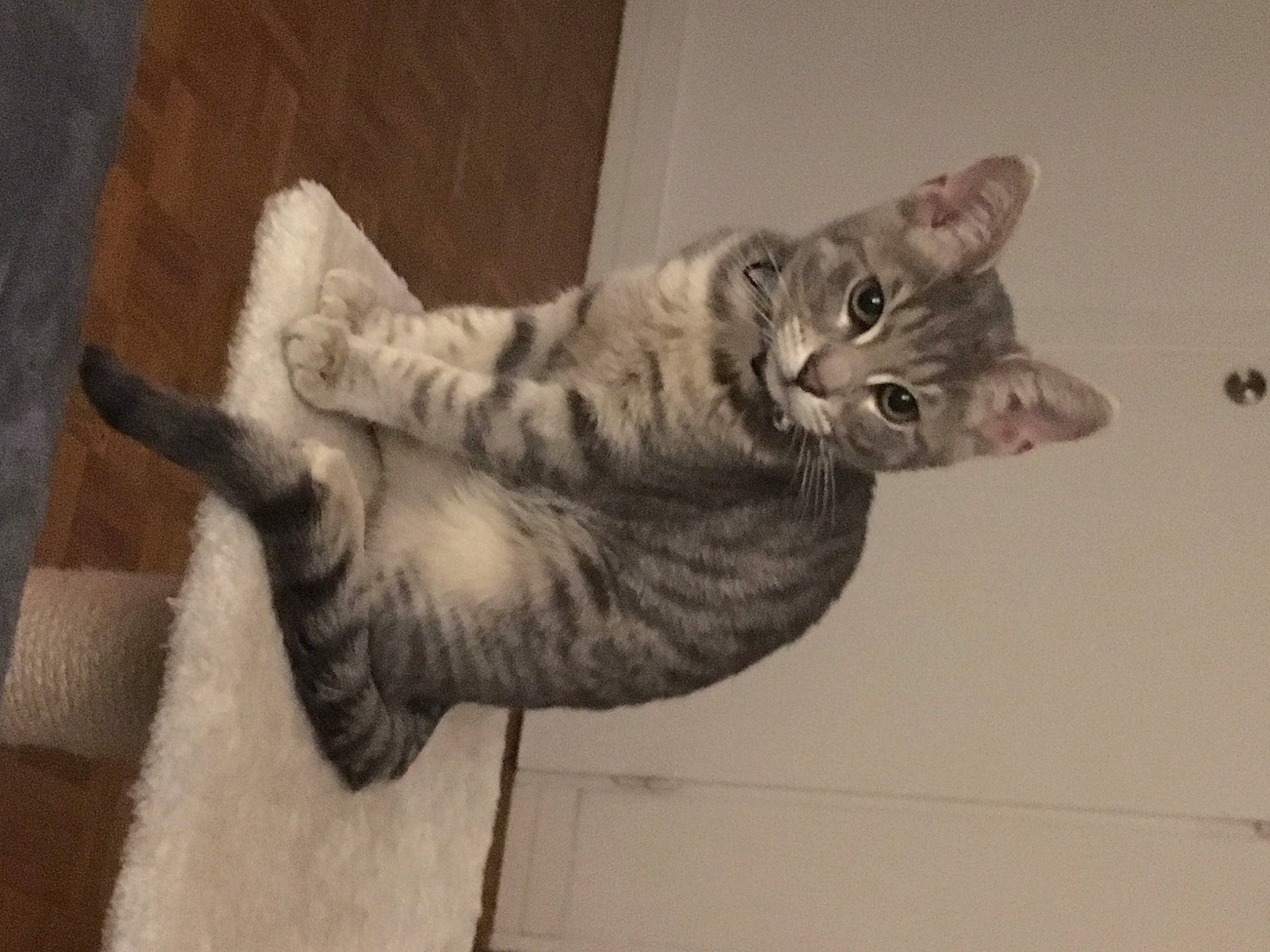 Nalha participe au concours pour gagner de l'argent avec cette photo : beige, carnivore, cat, domestic_short_haired_cat, european_shorthair, felidae, fur, grey, small_to_medium_sized_cats, snout, tabby_cat, tail, vertebrate, whiskers