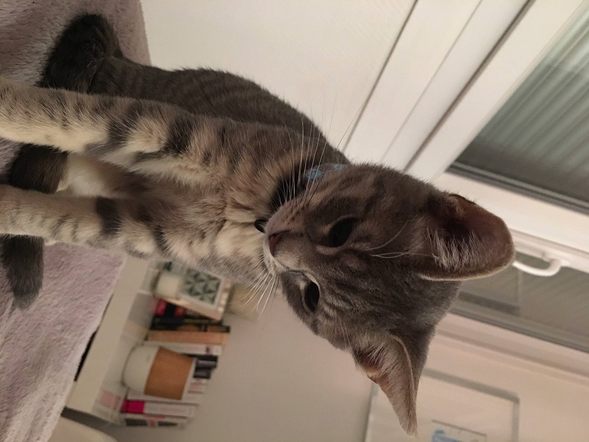 Nalha participe au concours pour gagner de l'argent avec cette photo : carnivore, cat, comfort, domestic_short_haired_cat, felidae, fur, pet_supply, shelving, small_to_medium_sized_cats, snout, tabby_cat, tail, vertebrate, whiskers, window_covering