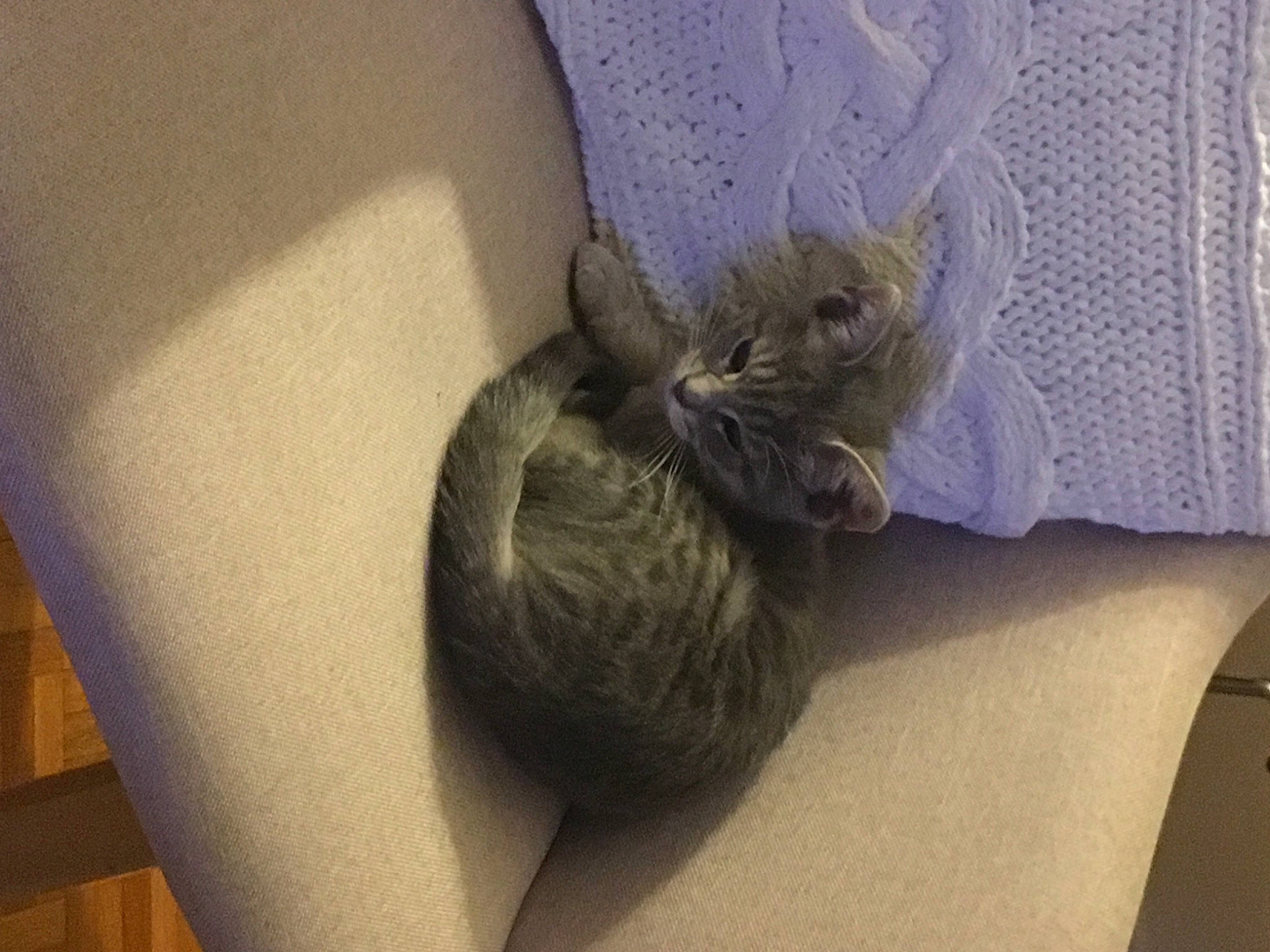 Nalha participe au concours pour gagner de l'argent avec cette photo : cat, fawn, kitten, linens, small_to_medium_sized_cats