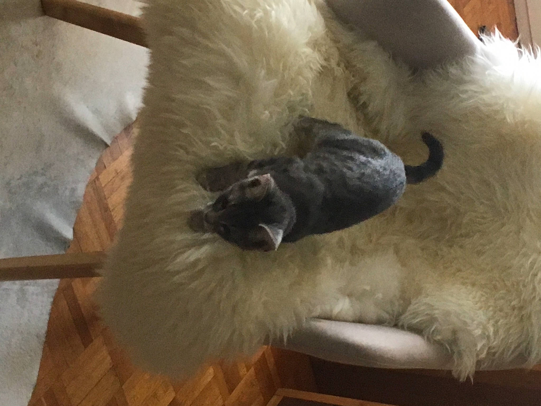 Nalha participe au concours pour gagner de l'argent avec cette photo : beige, carnivore, cat, cat_bed, cat_supply, couch, fawn, felidae, fur, hardwood, laminate_flooring, living_room, natural_material, pet_supply, plywood, small_to_medium_sized_cats, wood, wood_flooring, wood_stain