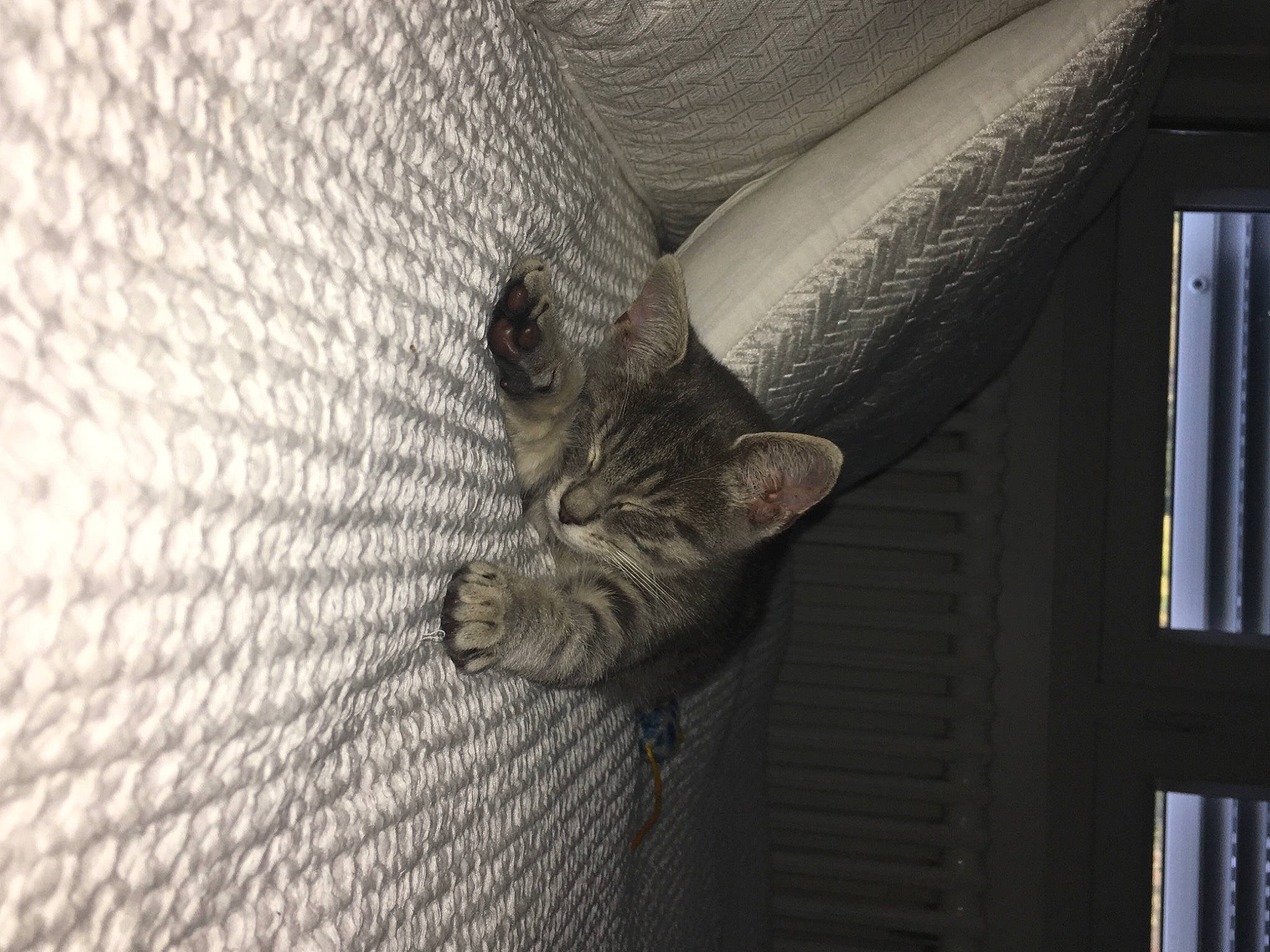 Nalha participe au concours pour gagner de l'argent avec cette photo : carnivore, cat, daylighting, domestic_short_haired_cat, european_shorthair, felidae, fur, grey, mesh, small_to_medium_sized_cats, tabby_cat, tail, vertebrate, whiskers