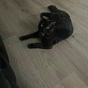 Luna joined the competition — help win amazing prizes! cat, black_cat, floor, wooden_floor, pet, animal, indoor, collar, feline, fur, whiskers, relaxed, alert, domestic_cat, laying, cute, eyes, house, home, mammal