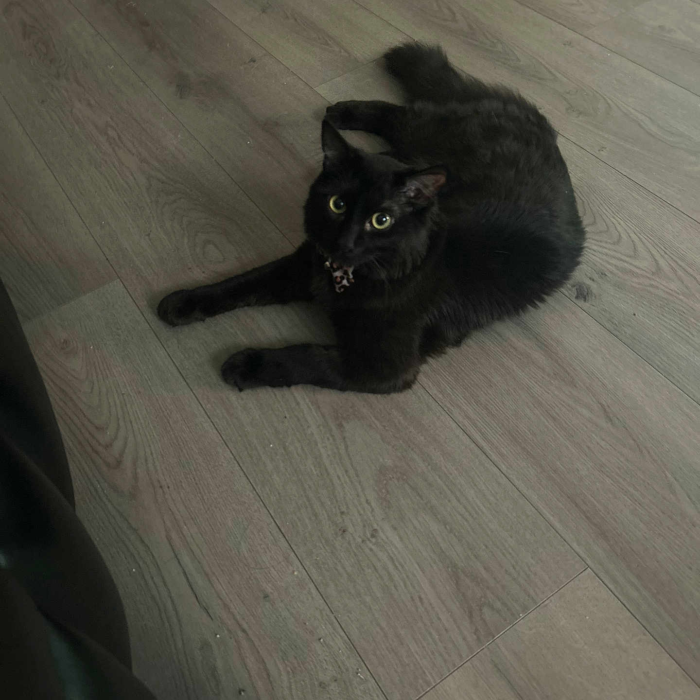 Luna joined the competition — help win amazing prizes! alert, animal, black_cat, cat, collar, cute, domestic_cat, eyes, feline, floor, fur, home, house, indoor, laying, mammal, pet, relaxed, whiskers, wooden_floor