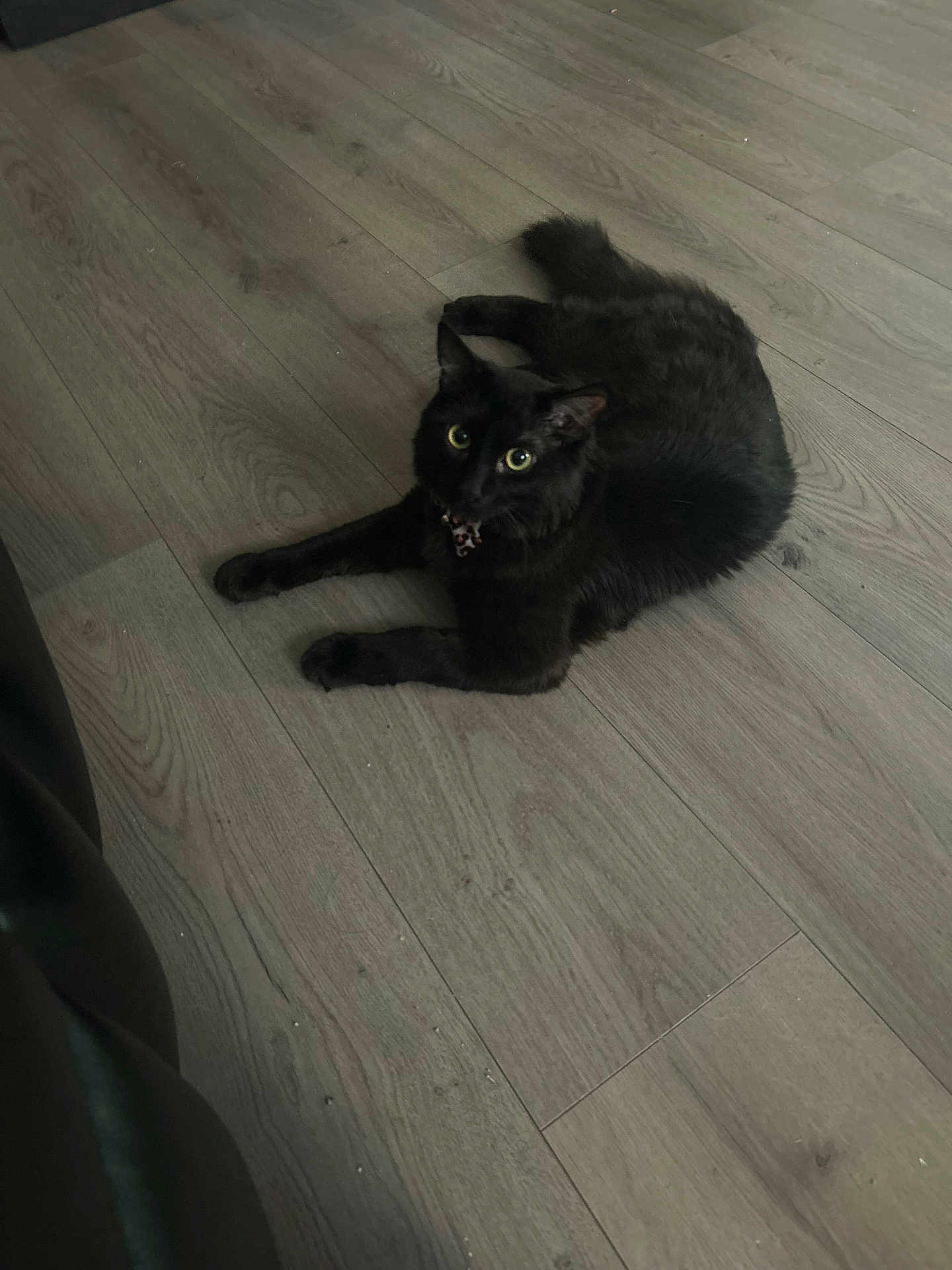 Luna joined the competition — help win amazing prizes! cat, black_cat, floor, wooden_floor, pet, animal, indoor, collar, feline, fur, whiskers, relaxed, alert, domestic_cat, laying, cute, eyes, house, home, mammal