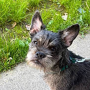 Pierre Parker is registered to the contest to win money with this photo: dog, pet, outdoor, grass, concrete, leash, collar, ears, fur, animal, canine, curious, portrait, closeup, nature, greenery, young_dog, sidewalk, daylight, cute