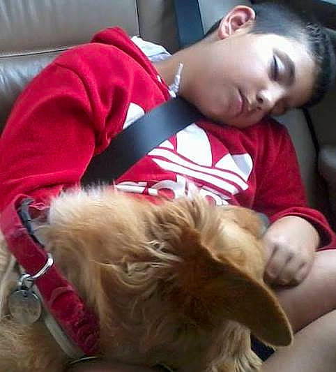 Nuuno a rejoint le concours — aidez-le/la à gagner de superbes lots ! canidae, carnivore, companion_dog, dog, dog_breed, ear, long_hair, nap, puppy, puppy_love, shih_tzu, sporting_group